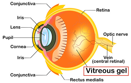 Human Eye Anatomical Chart