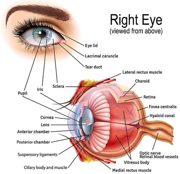 Eye Anatomy, Retina Specialists Orlando