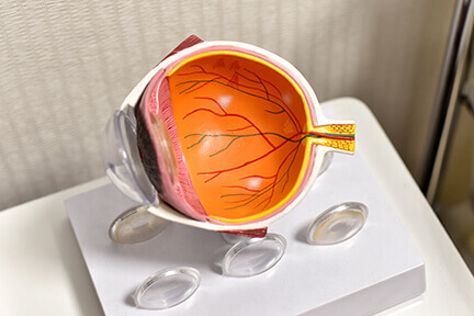 Eye Anatomy, Retina Specialists Orlando