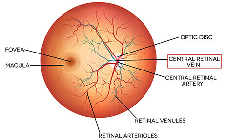 Diagram of the Retina